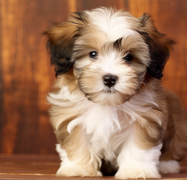 Havachon Puppies For Sale - Seaside Pups